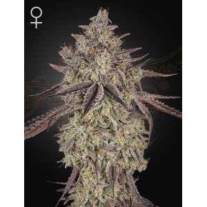 Green House Seeds Skywalker Auto