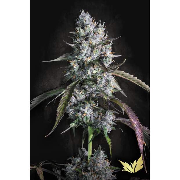 Paradise Seeds Red Velvet Auto
