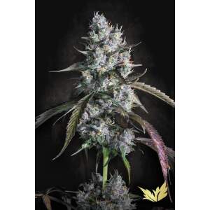 Paradise Seeds Red Velvet Auto