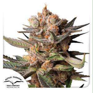Dutch Passion Auto Frozen Biscotti