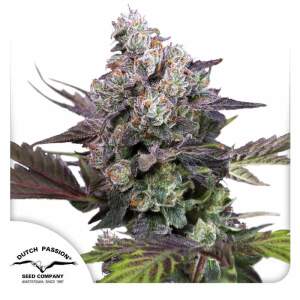 Dutch Passion Candy Bubatz XL