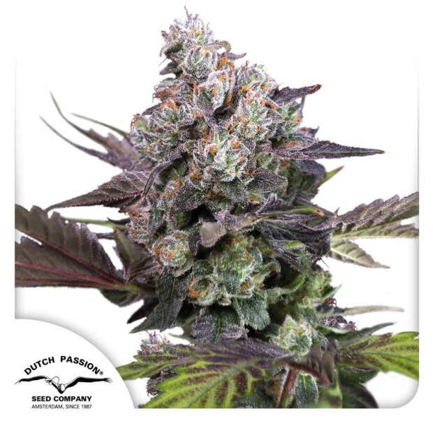Dutch Passion Candy Bubatz XL 3 Stk feminisiert