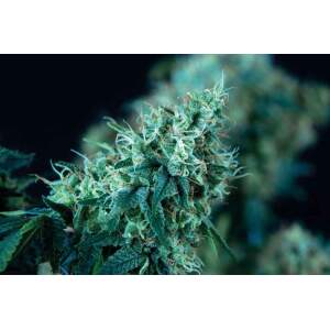 Trikoma Seeds Black Domina Fast Version 6 Stk feminisiert