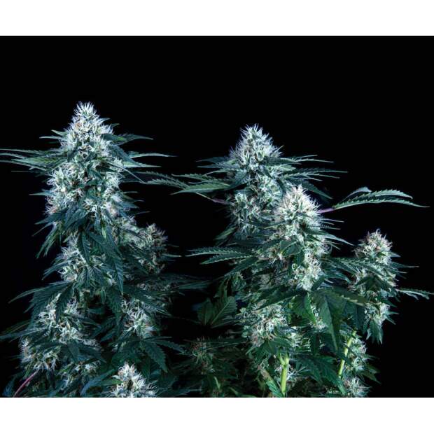 Trikoma Seeds Critical Plus Fast Version 6 Stk feminisiert