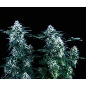 Trikoma Seeds Critical Plus Fast Version 6 Stk feminisiert