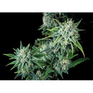 Trikoma Seeds Gorilla Fast Version