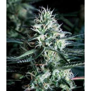 Trikoma Seeds White Widow Fast Version