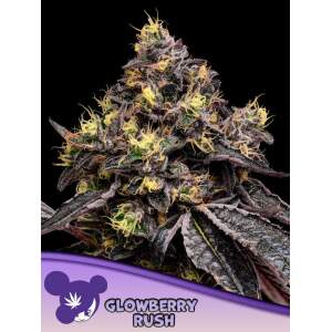 Anesia Seeds Glowberry Rush