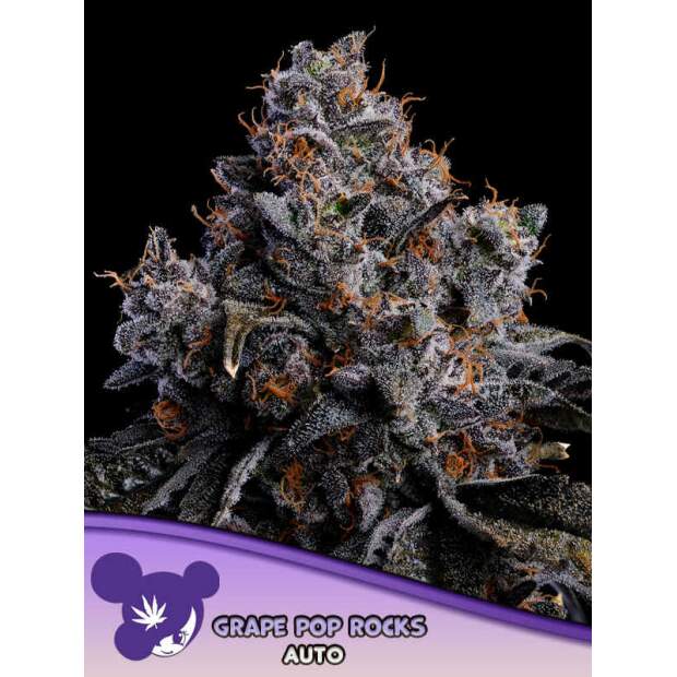 Anesia Seeds Grape Pop Rocks Auto
