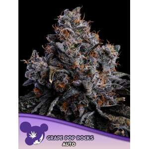 Anesia Seeds Grape Pop Rocks Auto