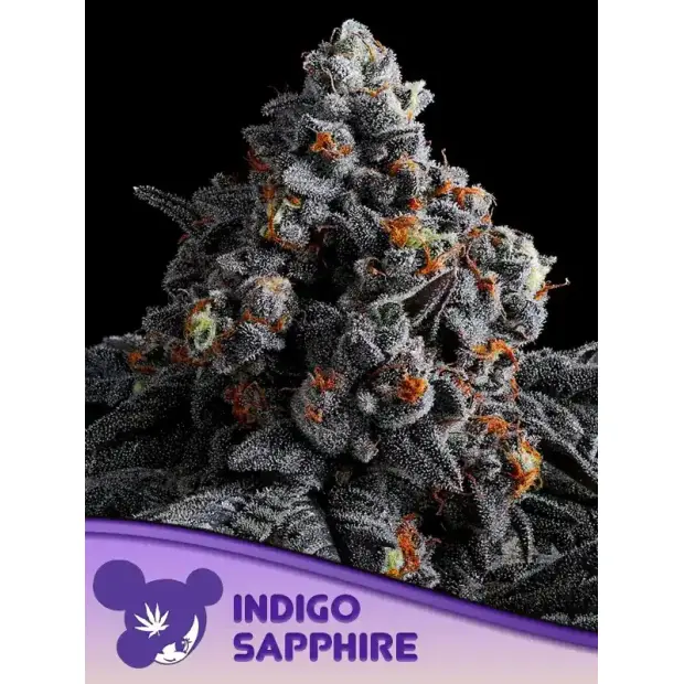 Anesia Seeds Indigo Sapphire