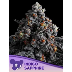 Anesia Seeds Indigo Sapphire