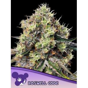 Anesia Seeds Roswell Code