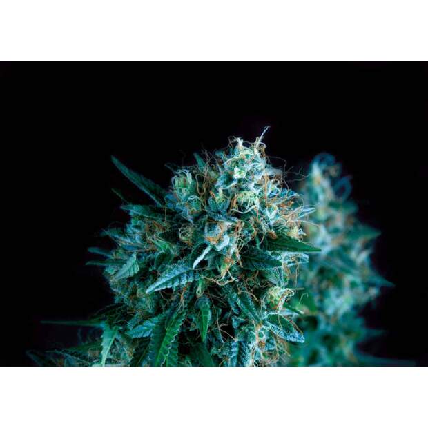 Pyramid Seeds Gorila Fast Version