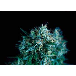 Pyramid Seeds Gorila Fast Version