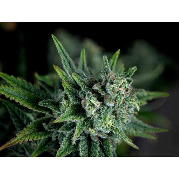 Pyramid Seeds Galaxy Fast Version