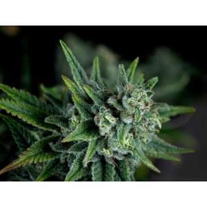 Pyramid Seeds Galaxy Fast Version