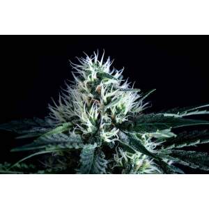 Pyramid Seeds Tutankhamon Fast Version 5 pcs feminised