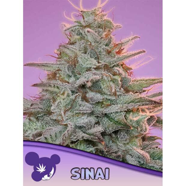 Anesia Seeds Sinai