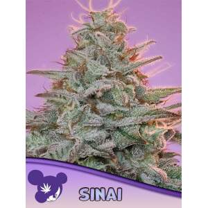 Anesia Seeds Sinai