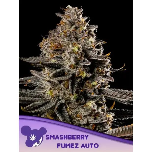 Anesia Seeds Smashberry Fumez Auto