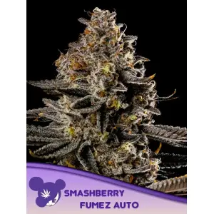 Anesia Seeds Smashberry Fumez Auto