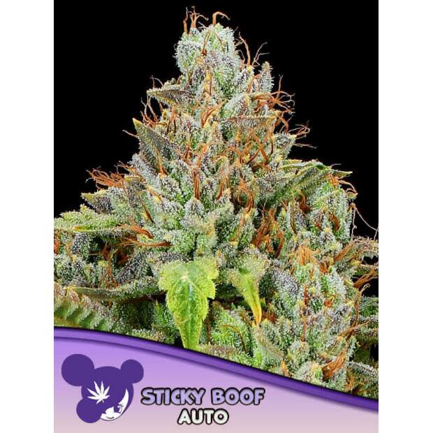 Anesia Seeds Sticky Boof Auto