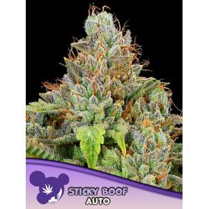 Anesia Seeds Sticky Boof Auto
