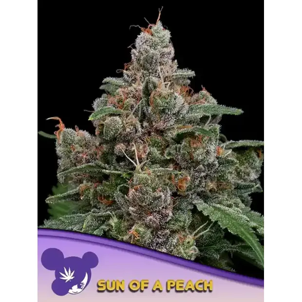 Anesia Seeds Sun of a Peach 3 pcs feminised