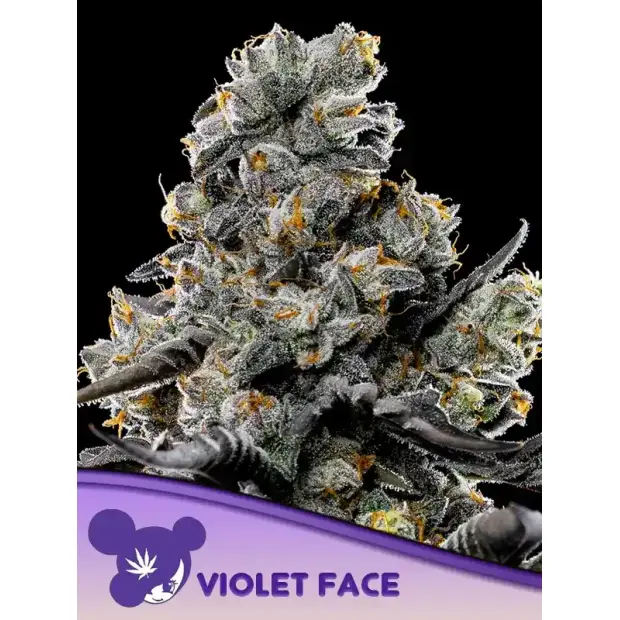 Anesia Seeds Violet Face