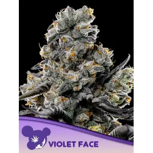 Anesia Seeds Violet Face