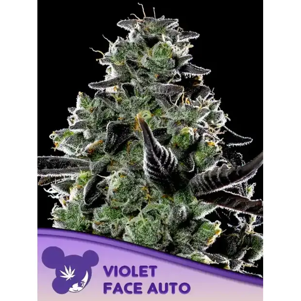 Anesia Seeds Violet Face Auto