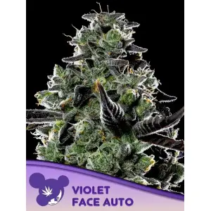 Anesia Seeds Violet Face Auto