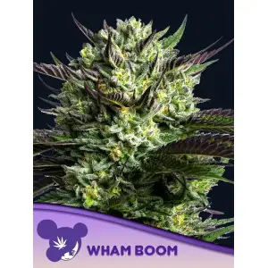 Anesia Seeds WHAM BOOM