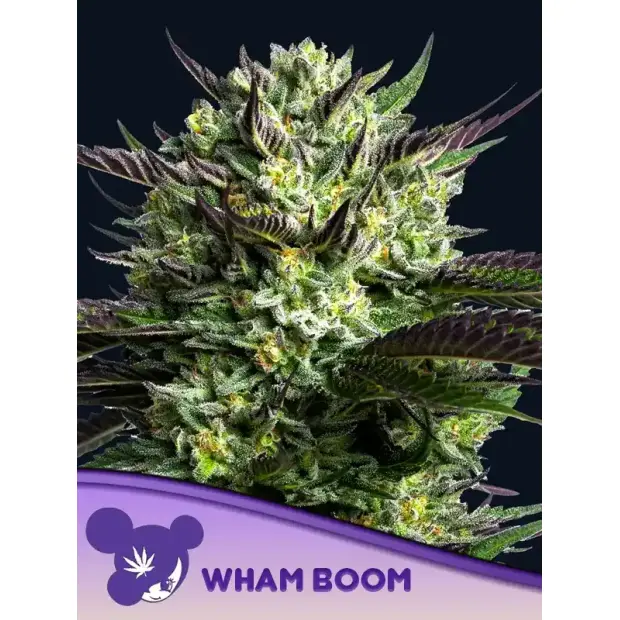 Anesia Seeds WHAM BOOM 5 pcs feminised