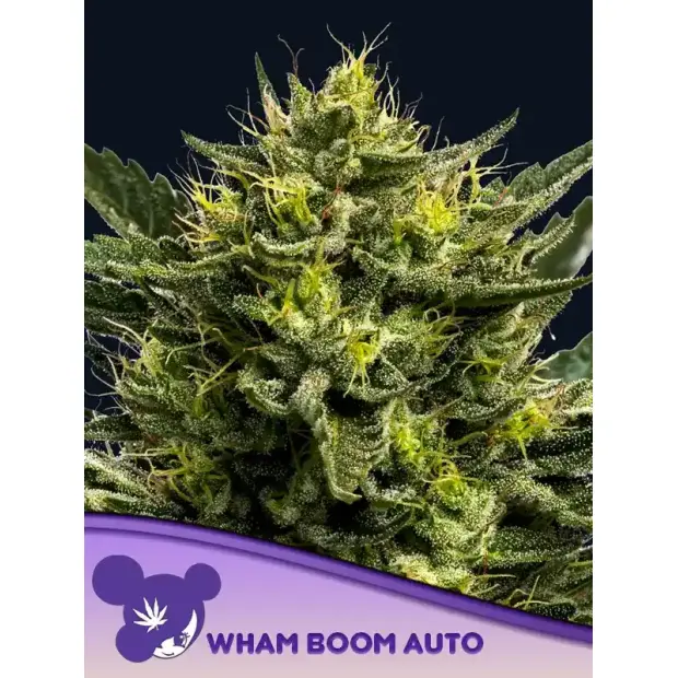 Anesia Seeds WHAM BOOM Auto