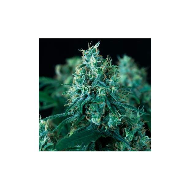Pyramid Seeds Kryptonite Fast Version