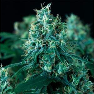 Pyramid Seeds Kryptonite Fast Version
