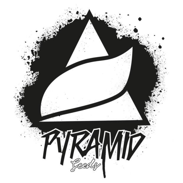 Pyramid Seeds Anesthesia x Runtz