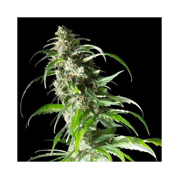 Spliff Seeds Jack F1 5 Stk feminisiert