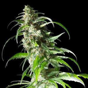 Spliff Seeds Jack F1 5 Stk feminisiert