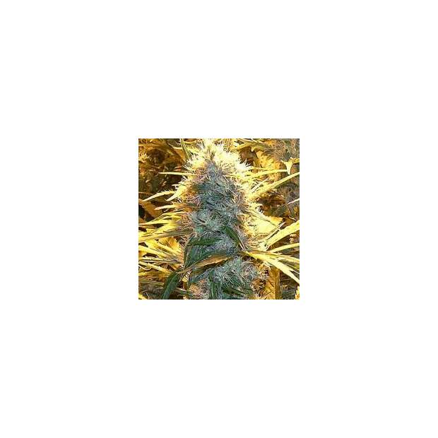 Spliff Seeds Medical Kush 5 Stk feminisiert