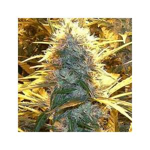 Spliff Seeds Medical Kush 5 Stk feminisiert