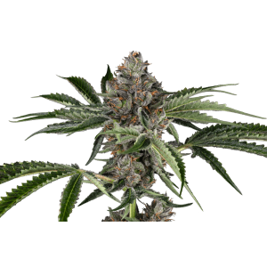 Sensi Seeds Papaya Jealousy 5 Stk feminisiert