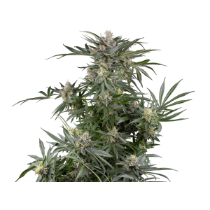 Sensi Seeds Research Dosimosa