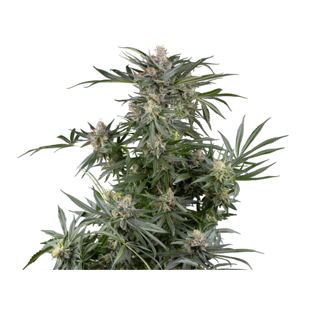 Sensi Seeds Research Dosimosa 3 pcs feminised