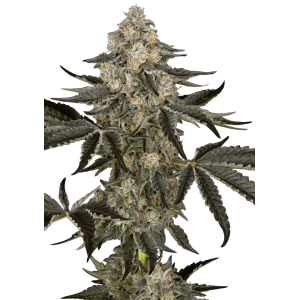 Sensi Seeds Research Sauvignon Blanc Auto