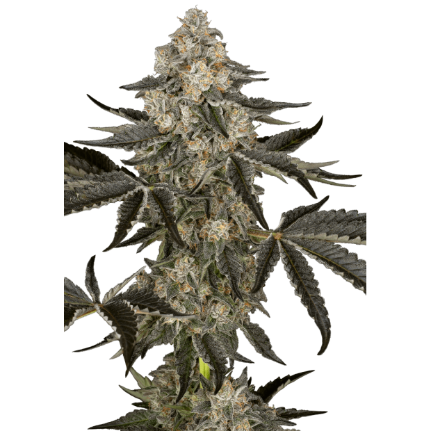Sensi Seeds Research Sauvignon Blanc Auto 5 Stk feminisiert