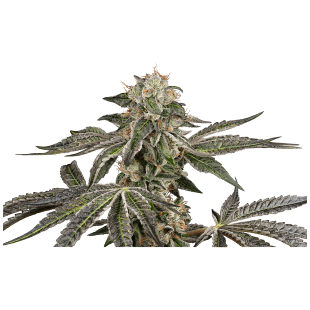 White Label Runtz Auto