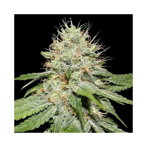 Spliff Seeds Sweet n Sour Indoor 5 Stk feminisiert